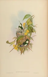 Leucochloris albicollis